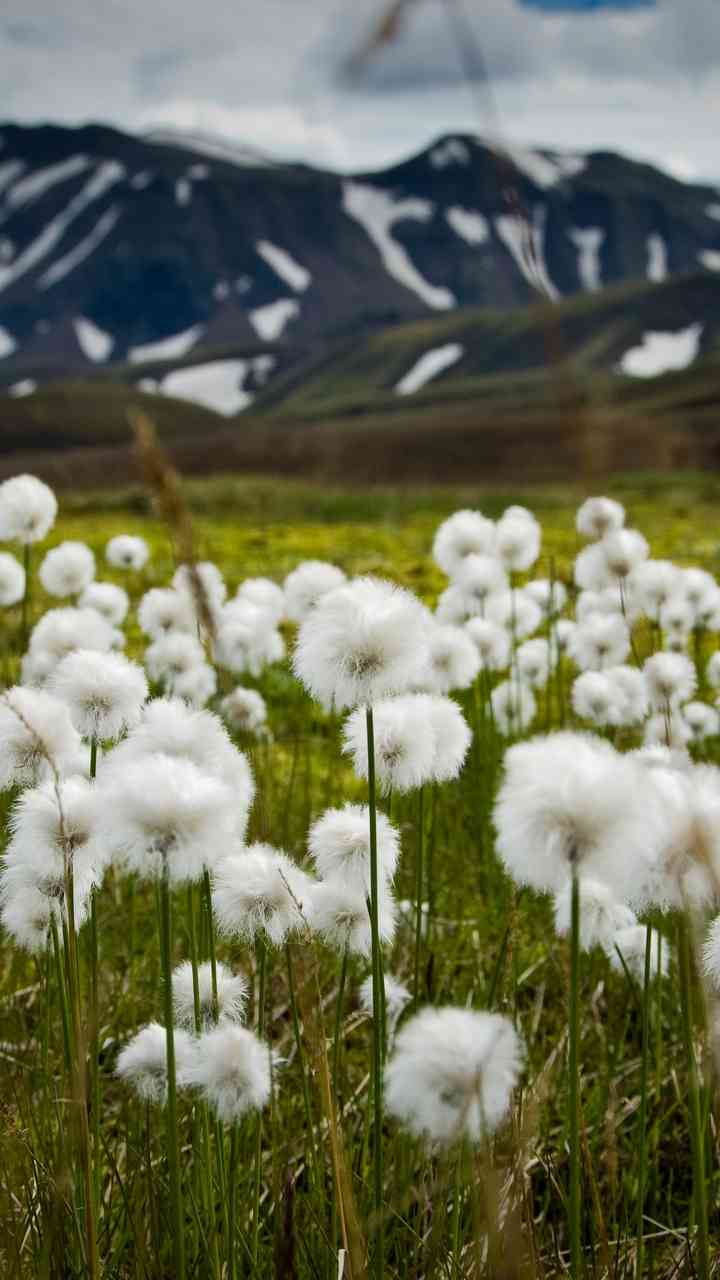 Beautiful flowers - MirrorLog